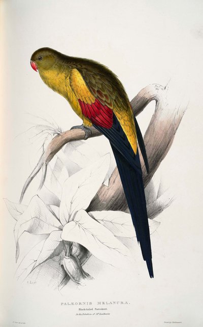 Polytelis Anthopeplus by Edward Lear